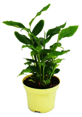 Zdjęcie produktu dla Exotenherz - Roslina o aromacie cynamonu - Elettaria cardamomum - Kardamon o zapachu cynamonu - roslina doniczkowa 12 cm