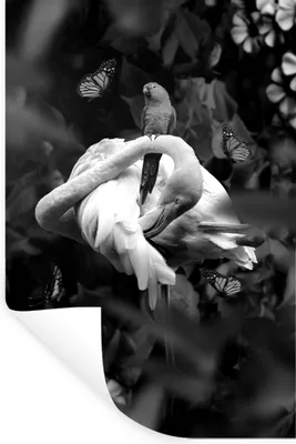 Produktbild von MuchoWow® Wandtattoo Wandsticker Wandaufkleber Famingo mit Blumen und Schmetterlingen im Dschungel - schwarz und weiß 80x120 cm Selbstklebend und Repositionierbar - Repositionierbar - Wasser abweisend