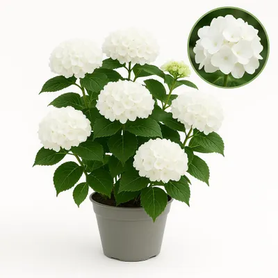 Immagine prodotto di Cuore esotico - Hortensia - Hydrangea Forever & Ever - Bianco - 7-12 fiori - vaso da 23 cm