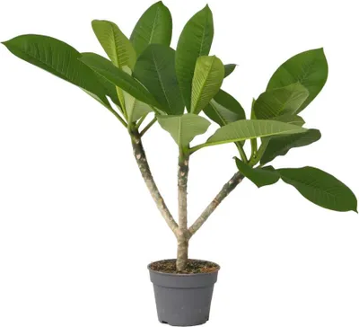 Zdjęcie produktu dla Plumeria czerwona Frangipani - Plumeria rubra - Wysokość 45-55cm - ⌀17cm