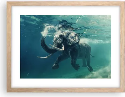 Produktbild von Gerahmtes Poster - Rahmen in heller Eiche - Elefant Tier Wasser - 40x30 cm - Wand Bild - Wanddeko - Wandbilder - Wandposter - Bilderrahmen - Bilder - Kunstdruck - Wandbild - P2NAA40x30-3944