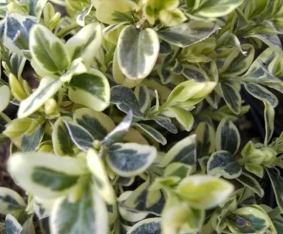 Produktbild von Buxus sempervirens Elegantissima - Buchsbaum Elegantissima 20-25cm