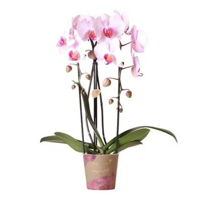Obrázek produktu pro Kolibří orchideje - růžová orchidej Phalaenopsis - Niagara Fall - velikost květináče 12 cm - čerstvě vypěstováno pěstitelem
