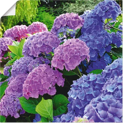 Produktbild von ARTland Poster Hortensien im Garten Größe: 70x70 cm