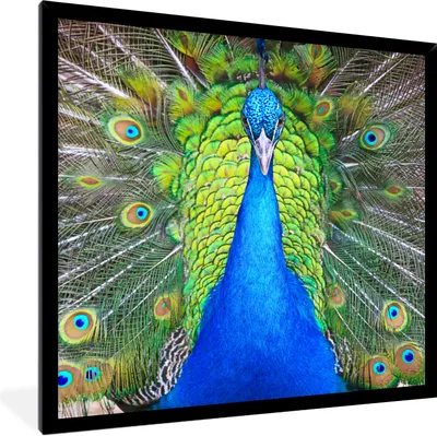 Produktbild von MuchoWow® Gerahmtes Poster Pfau - Blau - Grün 40x40 cm - Poster mit Schwarzem Bilderrahmen Wandposter Rahmen Foto Bilder - Mit Rahmen - Wanddekoration Schlafzimmer