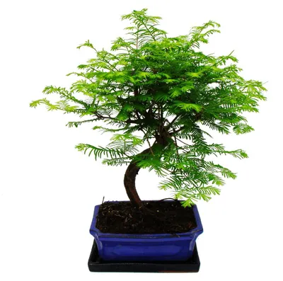 Obrázek produktu pro Venkovní bonsai Metasequoia glyptostroboides – sekvojice pralesní – 23cm miska