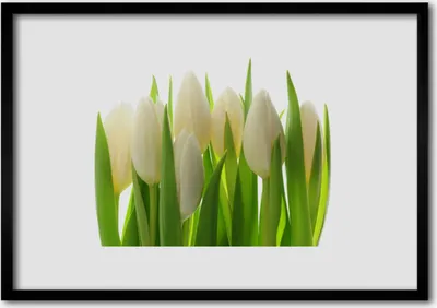 Produktbild von Bild 70x50 MDF-Rahmen Wandkunst Pflanze Tulpen Natur