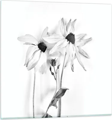 Produktbild von Bilder auf glas - Einteilig - Verwelkt Blumen Monochrom - 30x30cm - Glasbilder - Wandbilder - Bilder - zum Aufhängen bereit - Wanddekoration aus Glas - Glas Bilder - Wandbild auf Glas - GAC30x30-4737