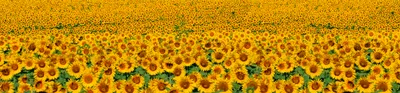 Obrázek produktu pro Fototapeta do kuchyně - Lány slunečnic 260 x 60 cm - Samolepicí fólie