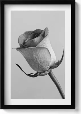 Produktbild von Graue kleine Rosenblüte– Wandbild mit Rahmen – Gerahmtes Bild  – Wanddekoration – 40x60 cm –  Schwarz
