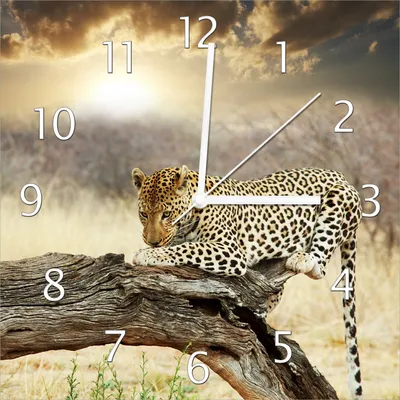 Produktbild von Wallario Design Wanduhr Leopard auf Baumstamm in Afrika aus Echtglas, Größe 30 x 30 cm