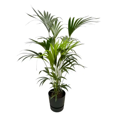 Produktbild von Set: Kentia-Palme - Howea forsteriana - mit Übertopf elho Greenville Round Schwarz - Pflanze Höhe 160cm
