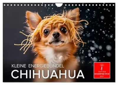 Produktbild von Chihuahua - kleine Energiebündel (Wandkalender 2027 DIN A4 quer), CALVENDO Monatskalender