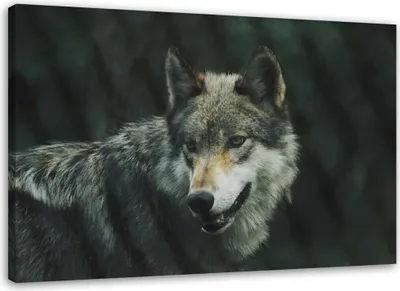 Produktbild von Leinwandbild grauer wolf 100x70 cm Feeby grau wandbild bereit zum aufhängen