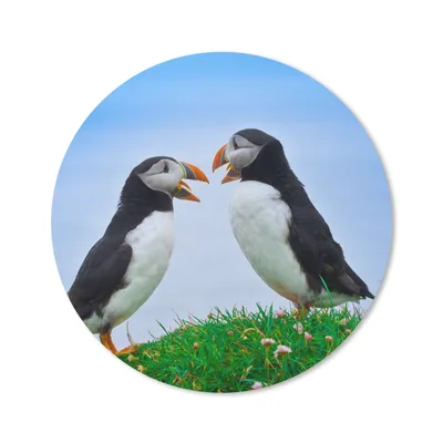 Produktbild von MuchoWow® Mauspad Mousepad Tiere - Vögel - Papageientaucher 20x20 cm - Mousepads - Maus Mat - Pad - Mausunterlage - Schreibtischmatte