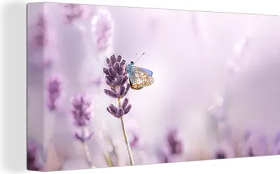 Produktbild von OneMillionCanvasses® - Leinwandbilder - Bild auf Leinwand Wandbild Leinwandbild Lavendel - Schmetterling - Nahaufnahme - Lila, 80x40 cm, Kunstdruck Wandkunst Gemälde auf Holzrahmen - Bilder auf Leinwand