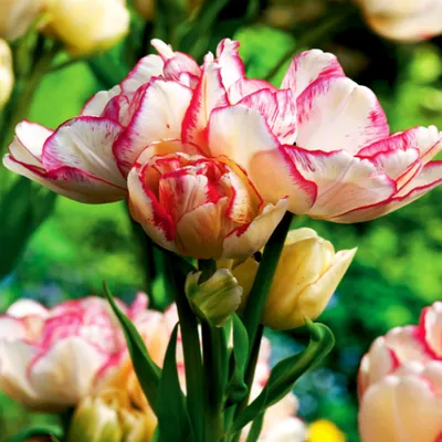 Produktbild von Tulpen Blumenzwiebeln Zwiebeln Blumen Tulpenzwiebeln Tulpe Belicia 5 St.