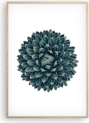 Produktbild von Gerahmtes Poster - Rahmen in heller Eiche - Agave Königin Victoria - 70x100 cm - Wand Bild - Wanddeko - Wandbilder - Wandposter - Bilderrahmen - Bilder - Kunstdruck - Wandbild - P2NPA70x100-4129