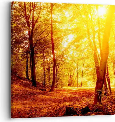 Produktbild von Bild auf Leinwand - Leinwandbild - Wald Baum Natur - 30x30cm - Wand Bild - Wanddeko - Wandbilder - Leinwanddruck - Bilder - Kunstdruck - Wanddekoration - Leinwand bilder - Wandkunst - AC30x30-3722