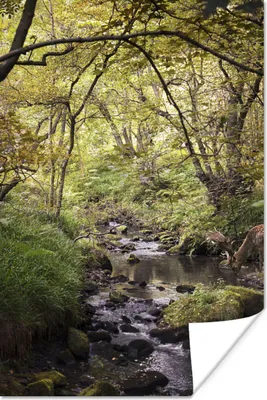 Produktbild von MuchoWow® Poster Hirsch - Baum - Wald 80x120 cm - Papierdruck