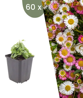 Image de Plants by Frank | 60 Plantes de vergerette de Karvinski | Erigeron karvinskianus | Couvre-sol rustique | Vivaces rustiques | Plantes de jardin