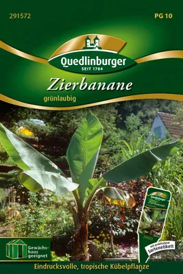 Produktbild von Zierbanane | Kübelpflanzen von Quedlinburger