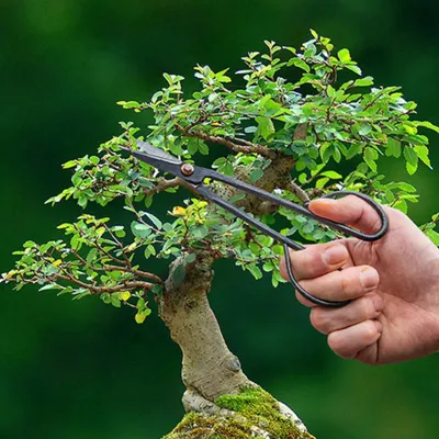 Produktbild von Bonsai-Schere für präzises Züchten und Gestalten von Bonsai-Bäumen, 20,5 cm