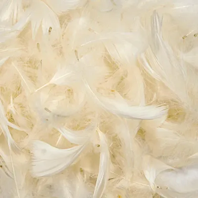 Zdjęcie produktu dla Piórka dekoracyjne - Krem ecru, 12 g