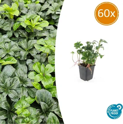 Image de Pachysandra terminalis 'Green Sheen' | 60 pièces - 10-25cm - Ø9cm - Plante de jardin