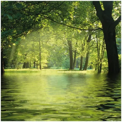 Produktbild von Wallario Memoboard Magnettafel aus Glas, Größe 50 x 50 cm, Motiv Idyllischer See im Wald bei Sonnenschein