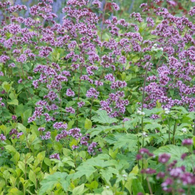 Obrázek produktu pro Origanum laevigatum Herrenhausen - 48 rostlin - prumer 9cm - výška 10 - 25cm