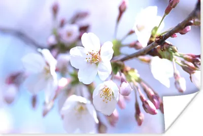 Produktbild von MuchoWow® Poster Blumen - Sakura - Zweig 60x40 cm - Schlafzimmerdekoration