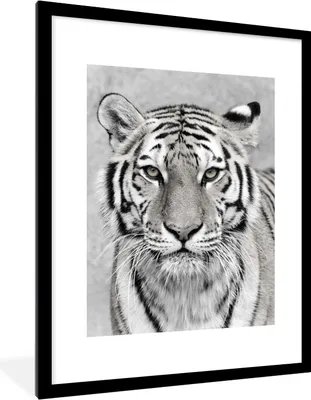 Produktbild von MuchoWow® Gerahmtes Poster Tiger - Natur - Schwarz - Weiß 60x80 cm - Poster mit Schwarzem Bilderrahmen Wandposter Rahmen Foto Bilder - Wohnzimmer - Dekorationen - Prämie