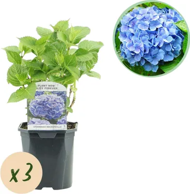 Produktbild von Hortensie Hydrangea macrophylla blau 3 Pflanzen Sommerblüher Ø17cm ↕30cm