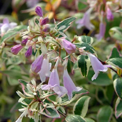 Obrázok produktu pre 2 kusy rastliny Schafgarbe (Abelia grandiflora 'Hopley's') | 25-30 cm, v kvetináči