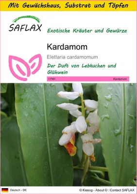 Produktbild von SAFLAX Anzucht Set - Kardamom - Elettaria cardamomum - 20 Samen - Mit Mini-Gewächshaus, Anzuchtsubstrat und 2 Töpfen