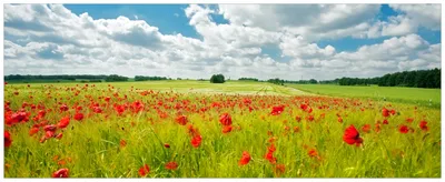 Produktbild von Wallario Premium Glasbild, freischwebende Optik, kräftige Farben, Größe 125 x 50 cm Motiv Grüne Wiese mit Mohnblumen