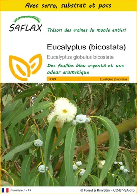 Image de SAFLAX Ensemble de culture - Eucalyptus (bicostata) - 100 graines - Eucalyptus
