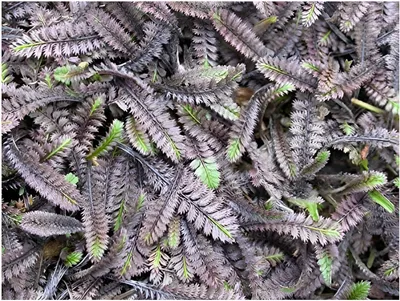 Produktbild von Stauden Gänge 3 x Cotula/Leptinella squalida 'Platts Black' - Fiederpolster - Dunkler Teppich mit goldenem Charme - Trittfest - Immergrün