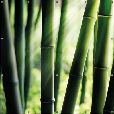 Produktbild von Wallario Outdoor-Poster für Garten oder Balkon, Motiv Bambuswald und Sonnenstrahlen, in ca. 180 x 180 cm