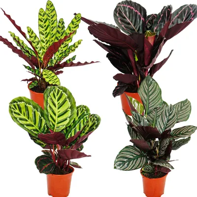 Obrázek produktu pro Súprava 4 rastlín do tie?a - nezvy?ajný vzor listov - Calathea - výška cca 50 cm
