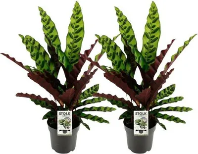 Immagine prodotto di Calathea Lancifolia Insignis – Calathea a foglia lanceolata – 2 piante da appartamento Ø 14 cm – altezza circa 45 cm – Set da 2 – Per soggiorno, camera da letto e ufficio