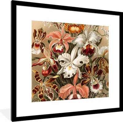 Produktbild von MuchoWow® MuchoWow® Gerahmtes Poster Orchidee - Ernst Haeckel 40x40 cm - Poster mit zchwarzem Bilderrahmen - Poster - Plakat im Rahmen