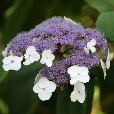 Image de 2 x Hydrangea villosa - Hydrangea villosa | 25-30 cm en conteneur