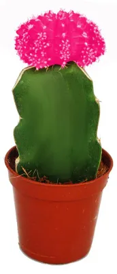 Produktbild von Gymnocalycium mihanovichii - Erdbeerkaktus - rosa - 5,5cm Topf