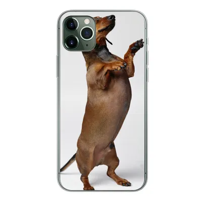 Produktbild von MuchoWow® Handyhülle Schutzhülle Hülle für iPhone 11 Pro Max Ein Dackel, der auf seinen beiden Hinterbeinen steht Silikon Softcase Handy Hülle - Schutz