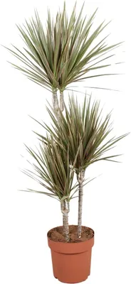 Zdjęcie produktu dla Drzewa smocze Dracaena Bicolor Roslina doniczkowa Ø21cm - wysokosc ok. 120cm