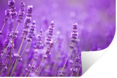 Produktbild von MuchoWow® Wandtattoo Wandsticker Wandaufkleber Lavendel - Nahaufnahme - Blumen - Lila 60x40 cm Selbstklebend und Repositionierbar - Wierderverwendbar - Selbstklebend