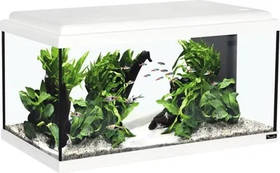 Produktbild von Aquarium aquatlantis Advance 60 mit LED-Beleuchtung, Filter, Heizer ohne Unterschrank weiß ca. 60 x 30 x 34 cm, ca. 54 L