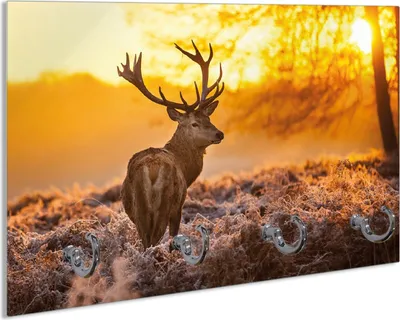 Produktbild von Wallario Schlüsselbrett aus Glas, Motiv: stattlicher Rothirsch im Morgengrauen, 30 x 20 cm mit 4 Haken